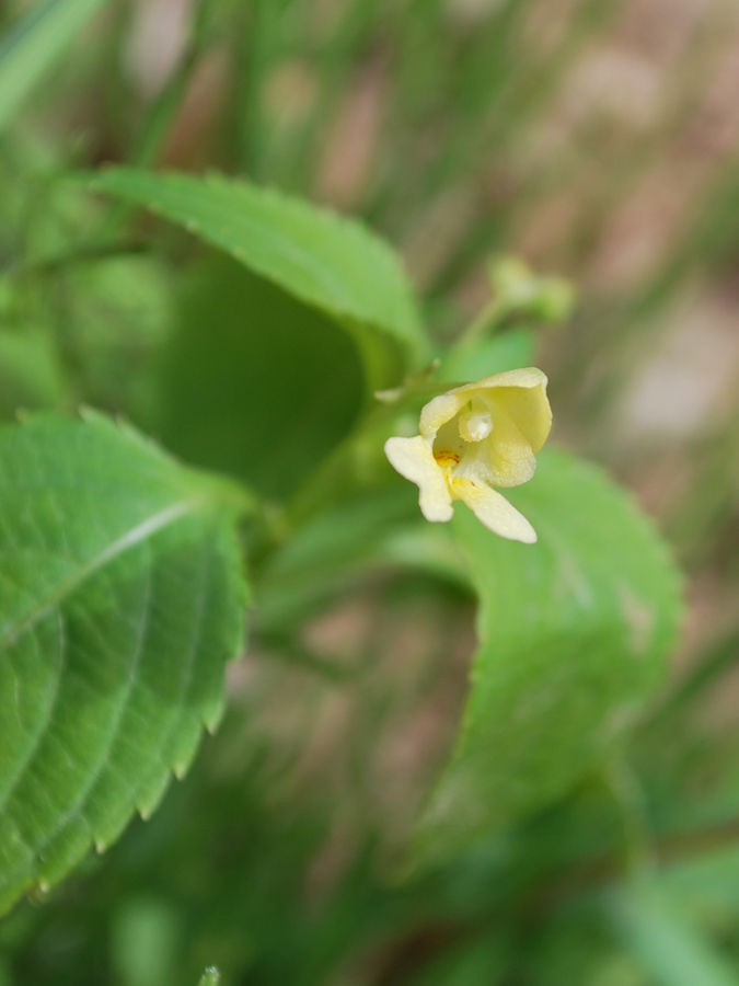 Image of Impatiens parviflora specimen.