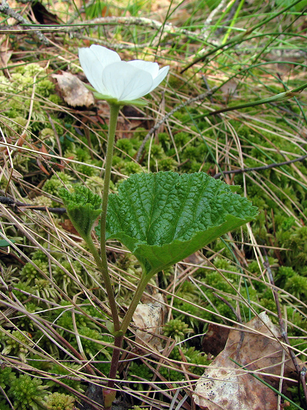 Изображение особи Rubus chamaemorus.