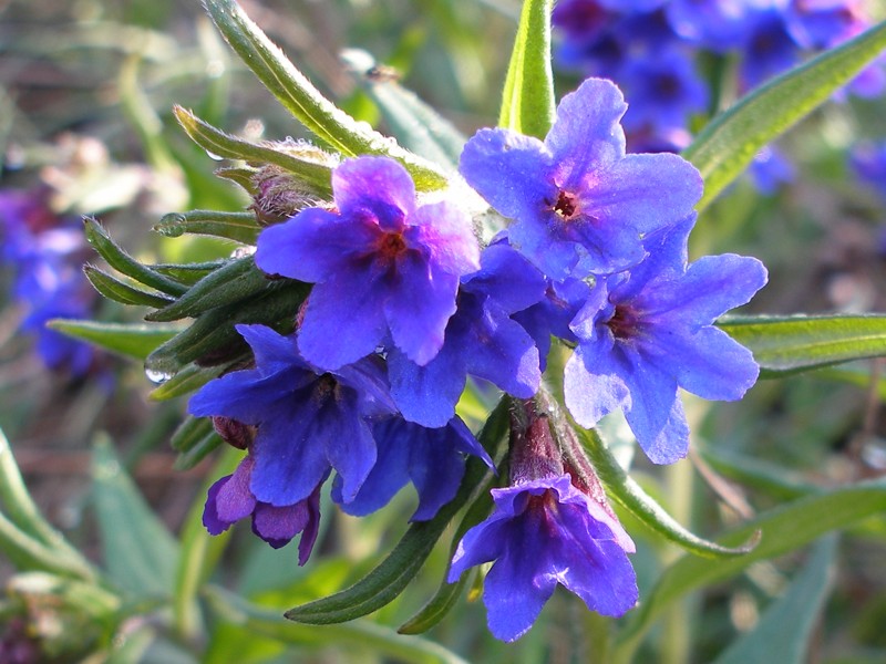 Image of Aegonychon purpureocaeruleum specimen.