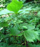 Sinopodophyllum hexandrum