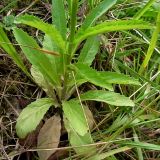 Lobelia urens