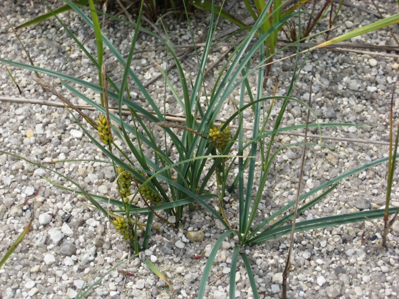 Image of Carex pumila specimen.