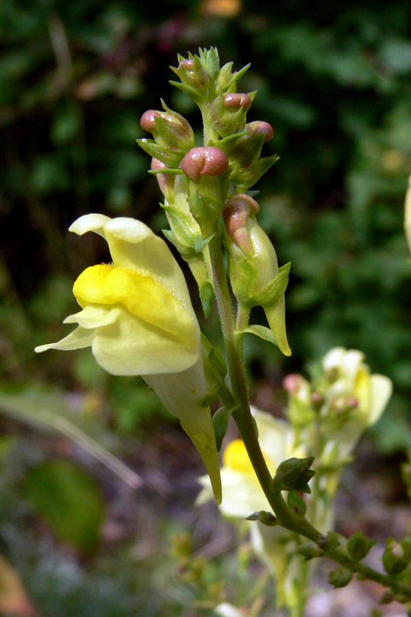 Изображение особи Linaria vulgaris.