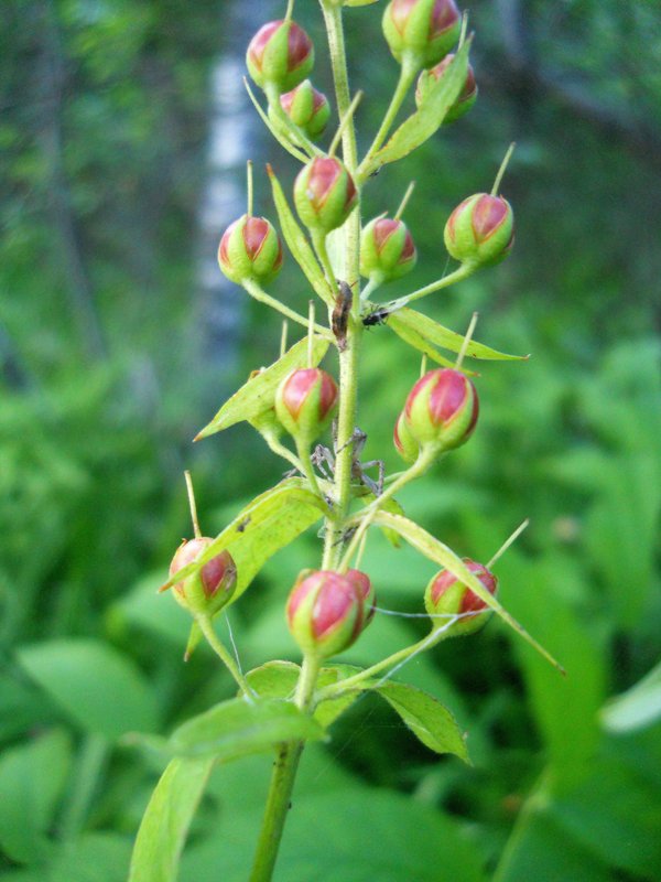 Изображение особи Lysimachia vulgaris.