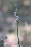 Spiranthes spiralis. Верхушка побега с соцветием. Краснодарский край, Абинский р-н, ст. Шапсугская, на границе леса и сенокосного луга. 29.08.2010.