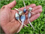 Sagittaria sagittifolia. Клубеньки. Чувашия, окр. г. Шумерля, пойма р. Сура, оз. Щучья Лужа. 10 сентября 2011 г.