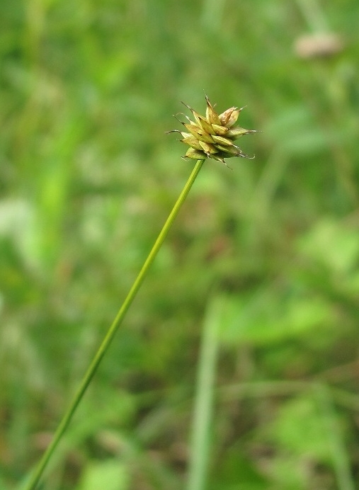 Изображение особи Carex capitata.