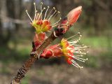 Acer saccharinum