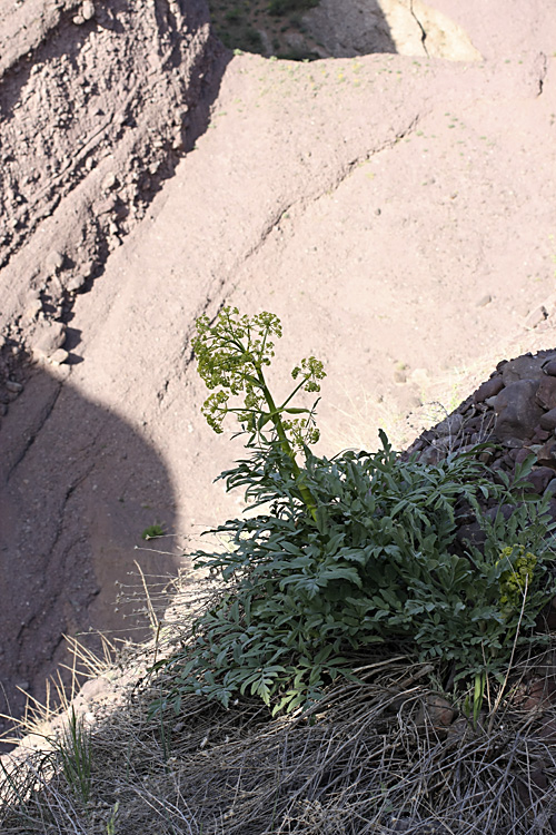 Image of genus Ferula specimen.