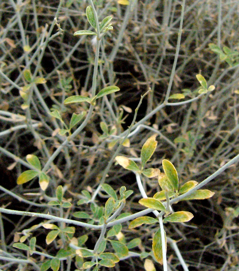 Изображение особи Astragalus squarrosus.