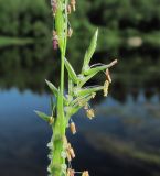 Glyceria fluitans