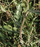 Crepis rhoeadifolia. Нижняя часть побега с прикорневыми и нижними стеблевыми листьями. Крым, Бахчисарайский р-н, с. Трудолюбовка, у дорожки на базе СПбГУ. 19.07.2011.
