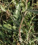 Crepis rhoeadifolia