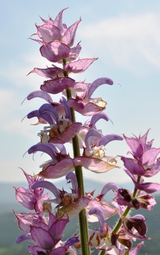 Image of Salvia sclarea specimen.