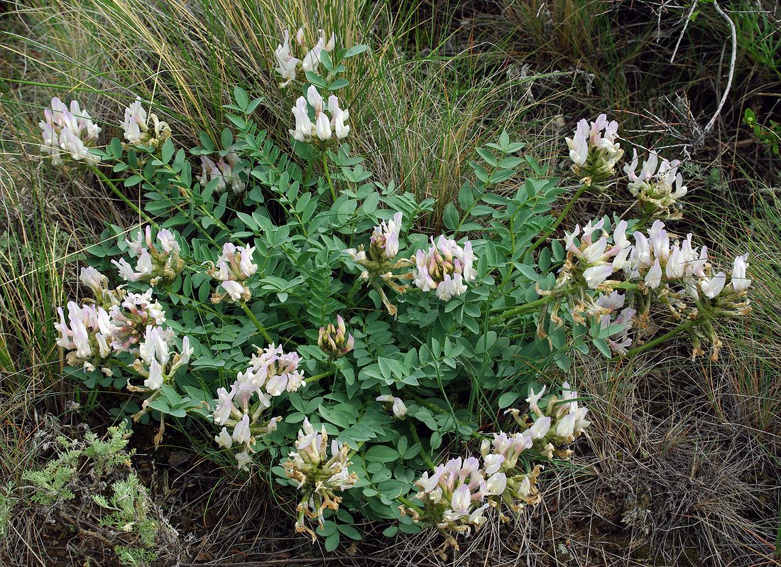 Image of Astragalus physocarpus specimen.