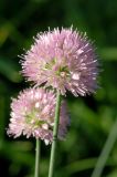 Allium strictum