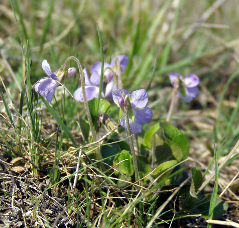 Image of Viola rupestris specimen.