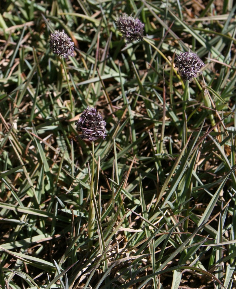 Image of Alopecurus himalaicus specimen.