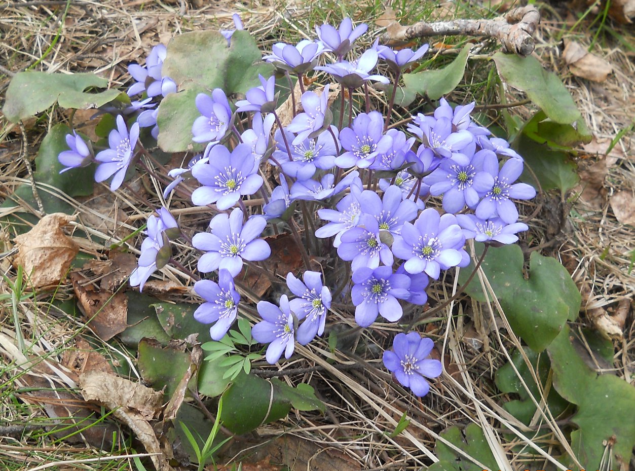 Печеночница благородная описание. Печеночница Нобилис. Печеночница hepatica Nobilis. Печеночница благородная (перелеска). Печеночница Псковская красавица.