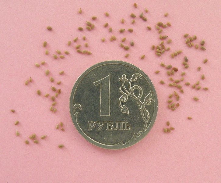 Image of Elsholtzia ciliata specimen.