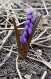 Scilla bifolia