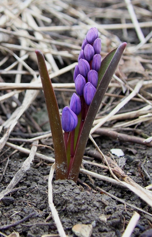 Изображение особи Scilla bifolia.