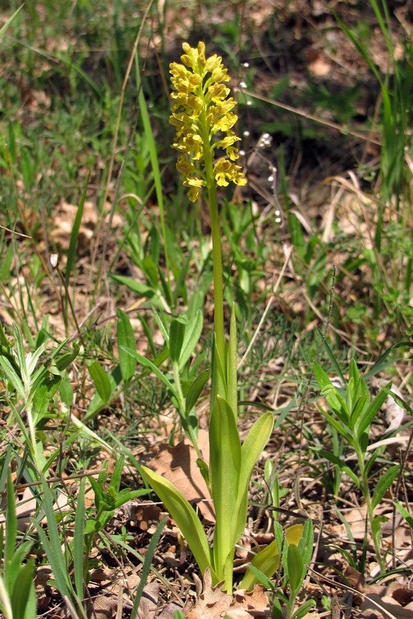 Image of Orchis punctulata specimen.