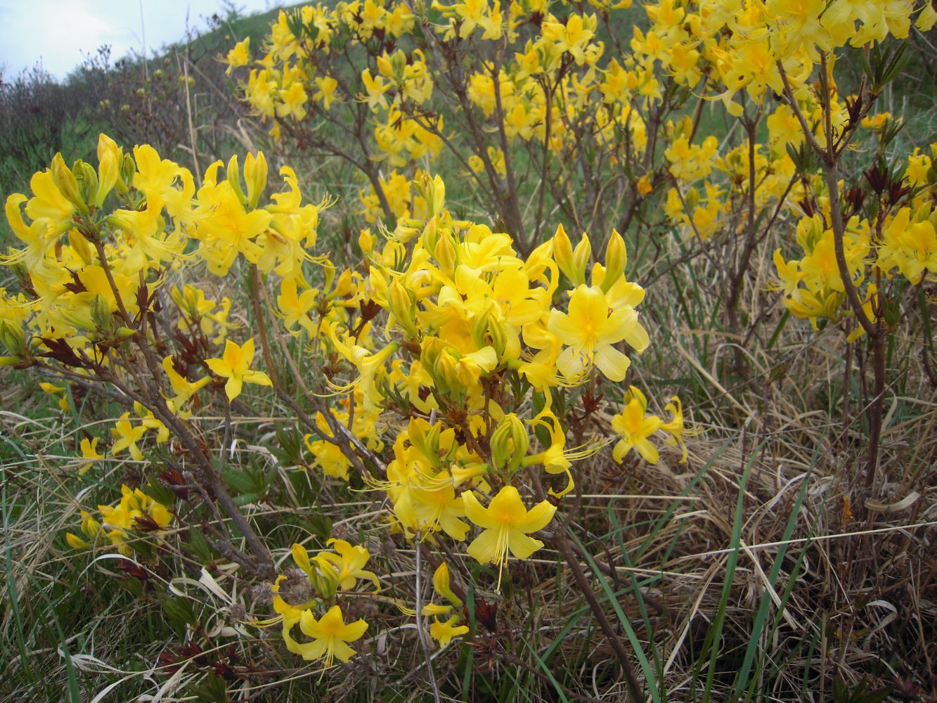 Image of Rhododendron luteum specimen.