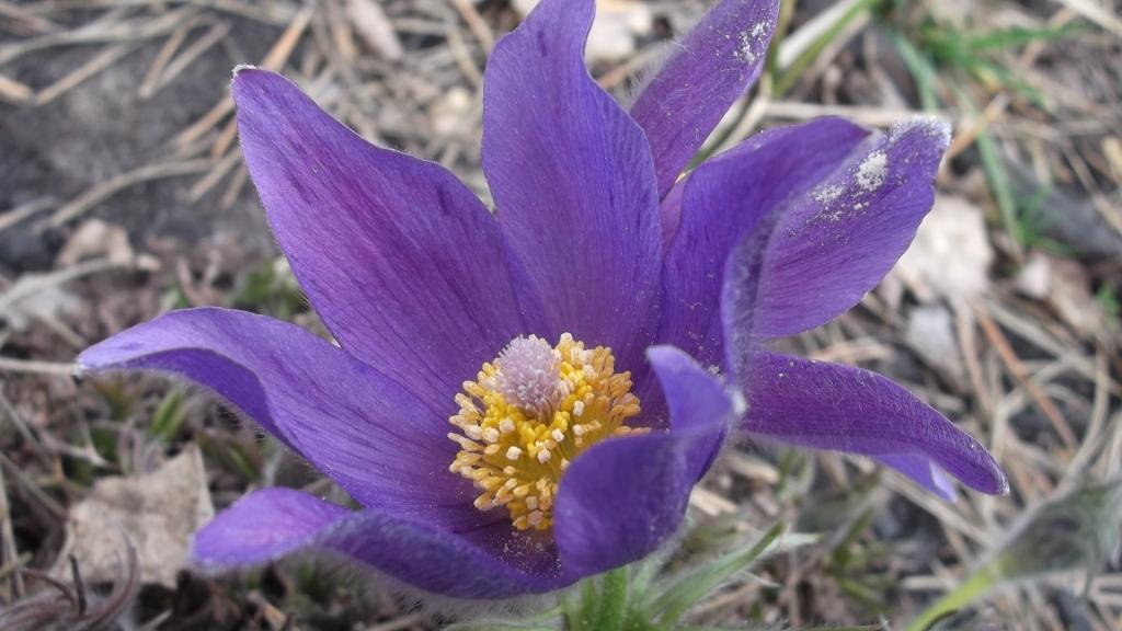 Изображение особи Pulsatilla patens.