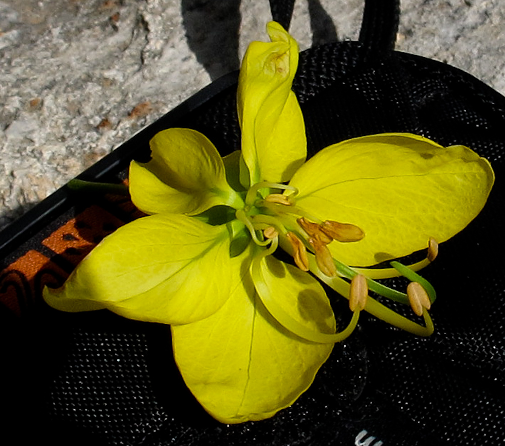 Image of Cassia fistula specimen.