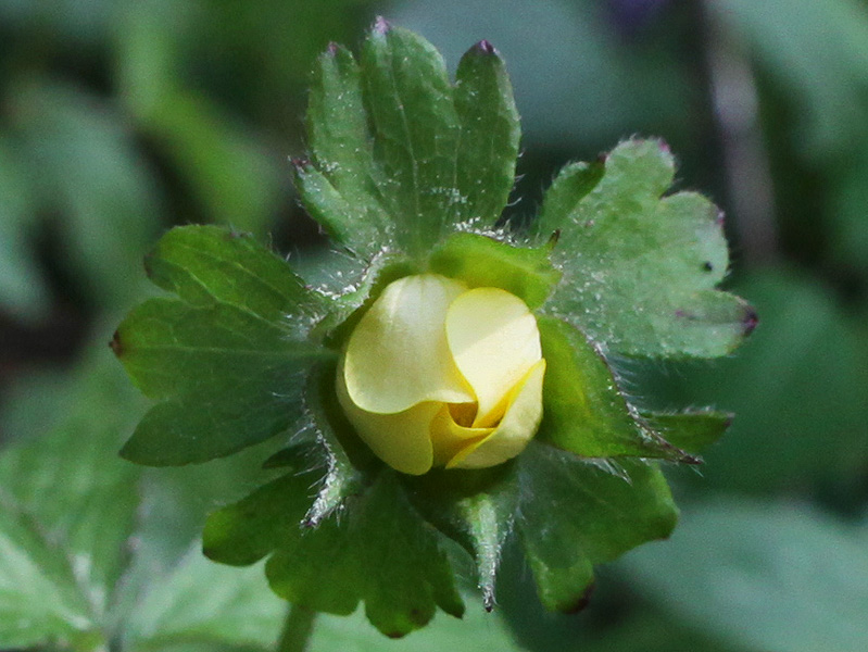 Image of Duchesnea indica specimen.