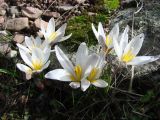 Crocus alatavicus