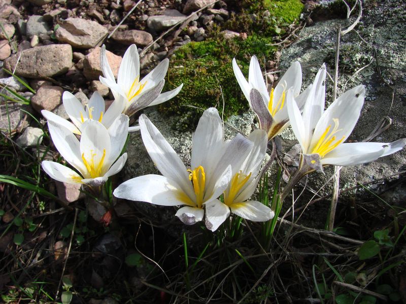 Image of Crocus alatavicus specimen.