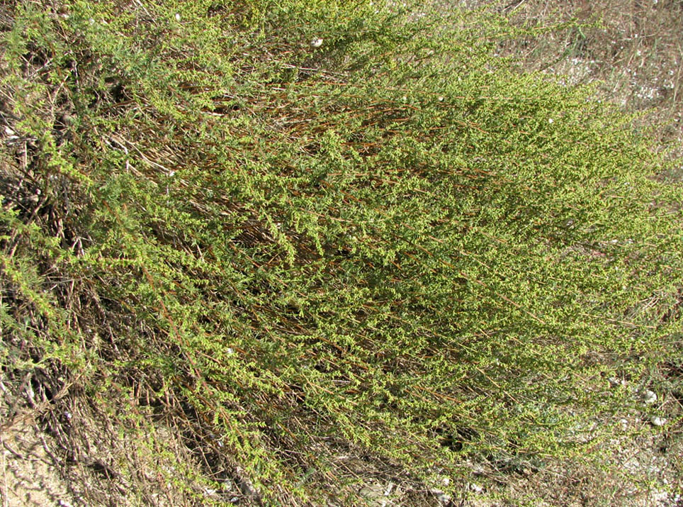 Изображение особи Artemisia arenaria.