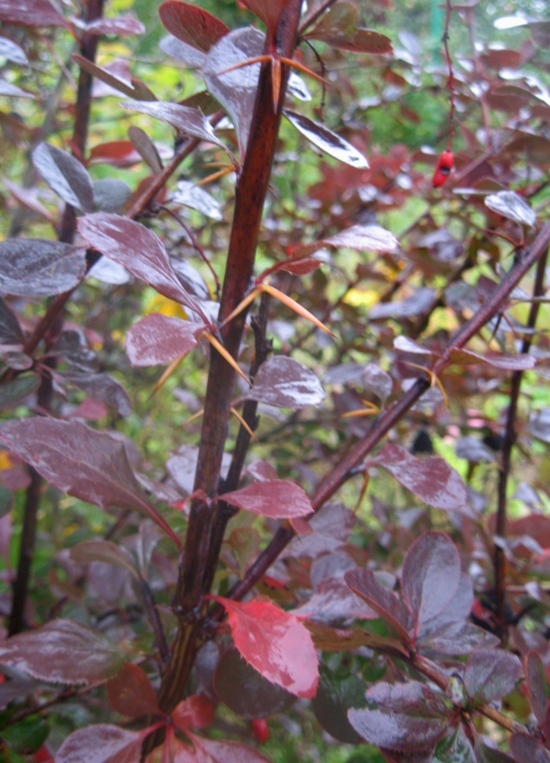 Image of Berberis &times; ottawensis specimen.