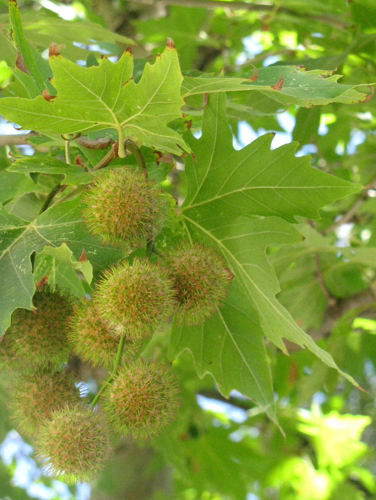 Изображение особи Platanus orientalis.