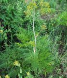 Ferula songarica