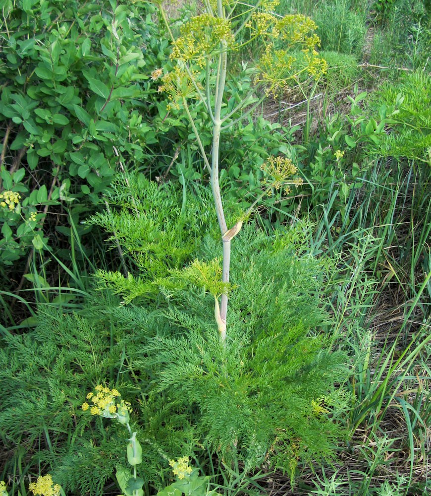 Изображение особи Ferula songarica.