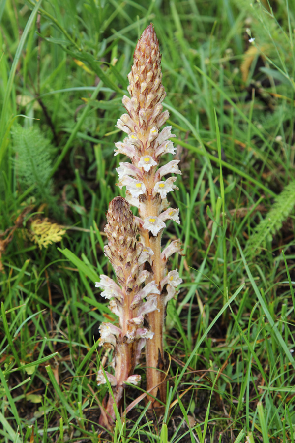 Image of Orobanche kotschyi specimen.