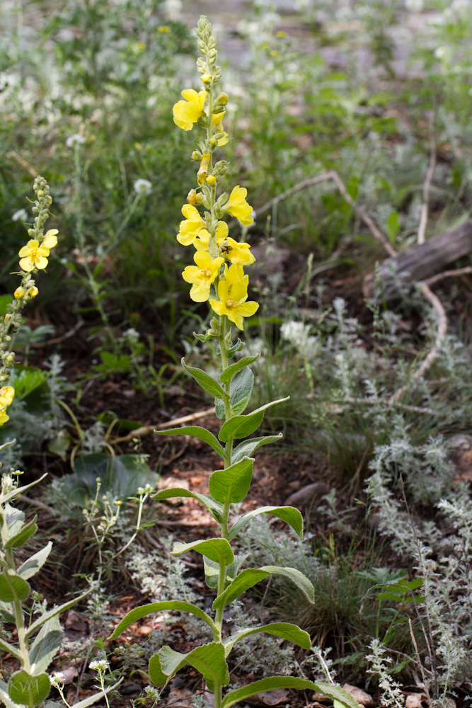 Изображение особи Verbascum lychnitis.