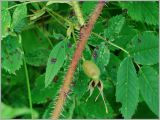 Rosa acicularis