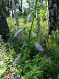 Campanula persicifolia