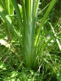 Typha intermedia. Прикорневая розетка. Украина, Луганская обл., г. Кировск, у ручья. Июль 2012 г.