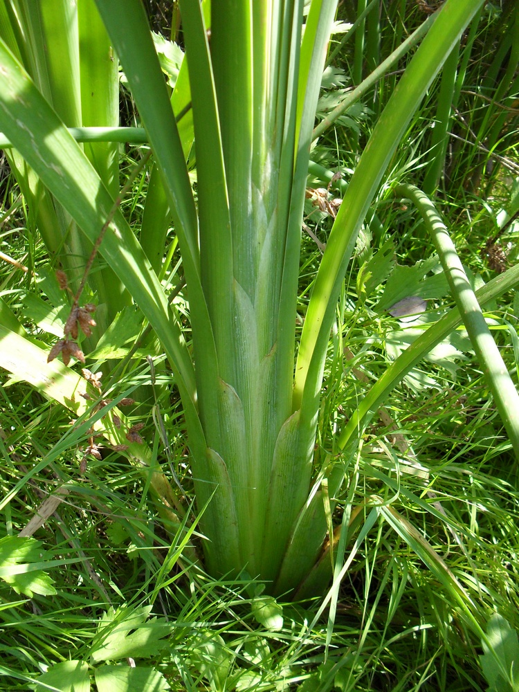 Изображение особи Typha intermedia.