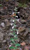 Clinopodium menthifolium