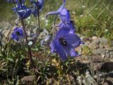 Delphinium caucasicum