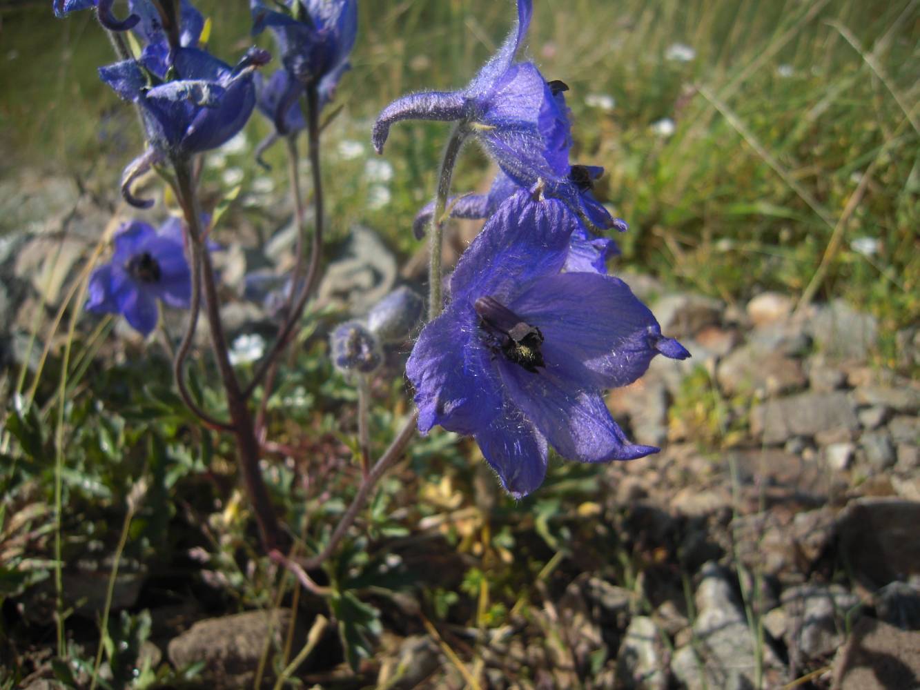 Изображение особи Delphinium caucasicum.