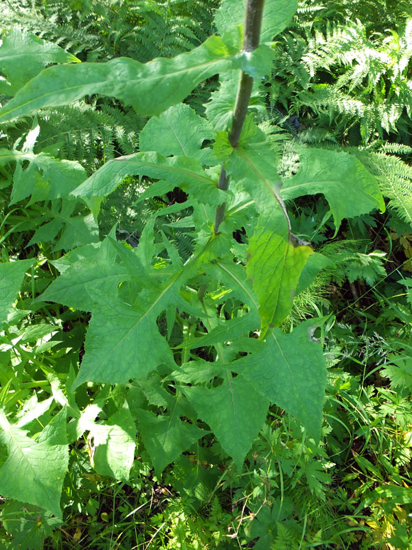 Image of Cicerbita alpina specimen.