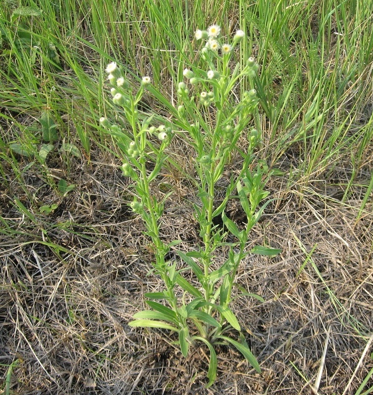 Изображение особи Erigeron acris.