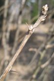 Caragana arborescens